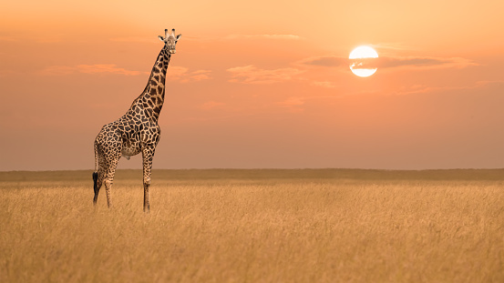 lone african giraffe standind alone in savanna grassland during sunset in Maasai Mara National Researve Kenya