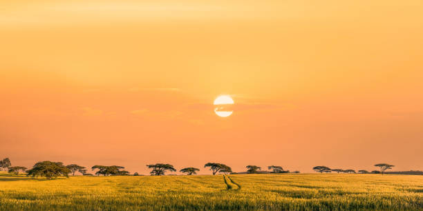 ケニアのマサイマラ国立保護区のサバンナ草原での夕日 - masai mara national reserve sunset africa horizon over land ストックフォトと画像