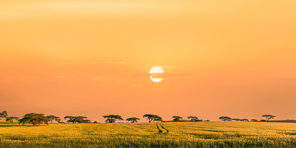 landscape scenery of sunset at savanna grassland at Masai Mara National Reserve Kenya