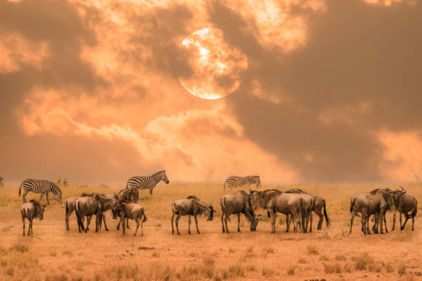 herd of wildebeest standing together during sunrise with some zebra standing behind at Masai Mara National Reserve Kenya stock photo