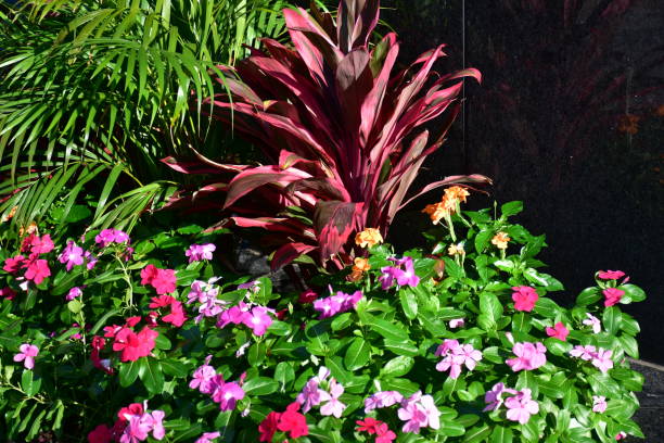 istock Exotic plants and flowers in the garden 1417489965