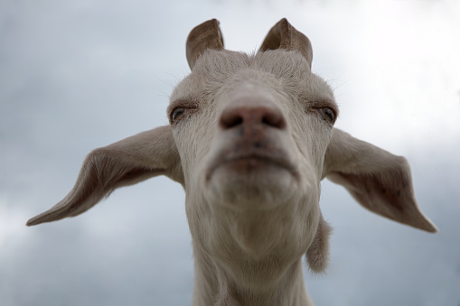 goat low-angle view funny animal head dairy farm livestock