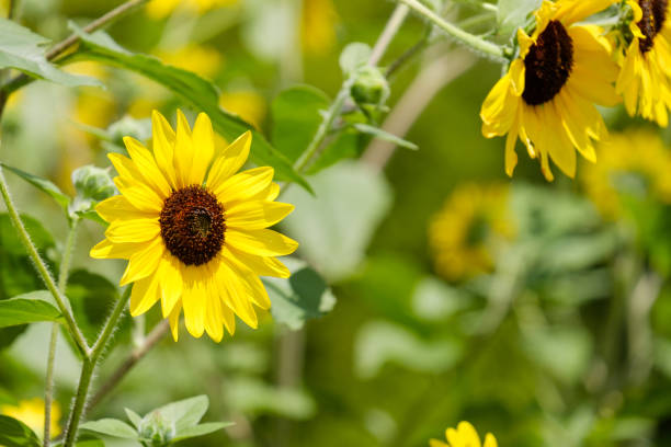 istock Sunflower field in Nara Prefecture Japan 1417501848