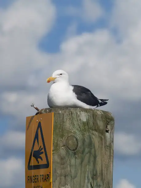 Blackback gull resting on top of post with warning sign under in vertical composition.