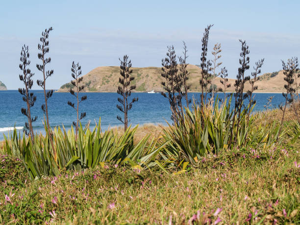 istock View across bay through foreground flax seedheads 1417503811
