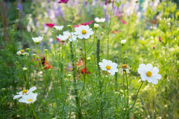 Close-up view of a white flower standing gracefully surrounded by lush greenery, signifying peace and harmony, ideal for natural or gardening-themed visual content.
