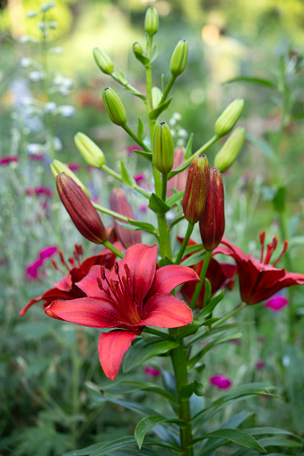 Pink white Lilium candidum Madonna Lily, lilies with green leaves in the garden