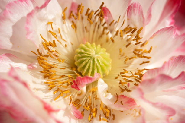 Stamen of poppy
