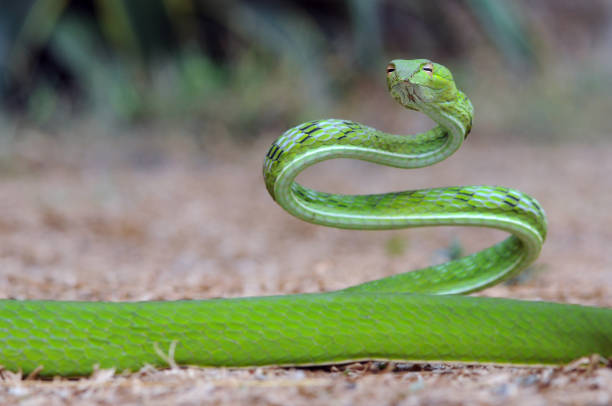 istock green snake, snake, vipe snake, 1417519928