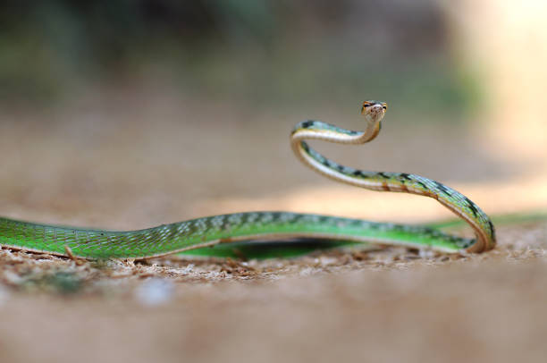 istock green snake, snake, vipe snake, 1417520990