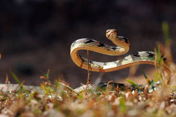 istock green snake, snake, vipe snake, 1417521152