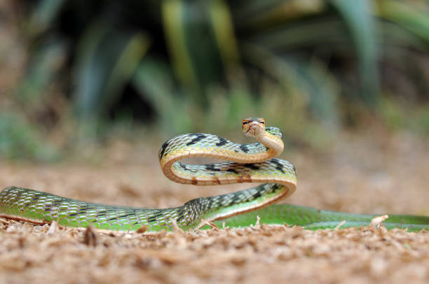 istock green snake, snake, vipe snake, 1417521524