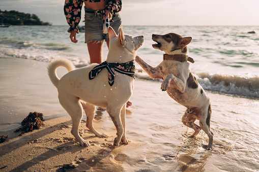 A mixed-bread dog is playing with another dog during a walk with his owner on the beach.