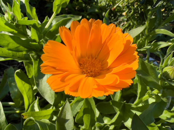arancio fiori di calendula - pot marigold single flower flower flower head foto e immagini stock