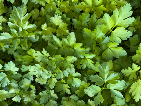Horizontal high angle closeup photo of vibrant green leaves on Italian Parsley plants growing in an organic Permaculture garden. Byron Bay, subtropical NSW.