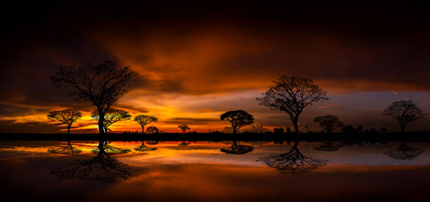 istock Panorama silhouette tree in africa with sunset.Tree silhouetted against a setting sun reflection on water.Typical african sunset with acacia trees in Masai Mara, Kenya. 1417530667