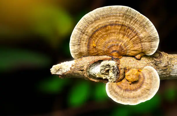 Close up of Ling zhi mushroom.Ganoderma Lucidum, Chinese Herbs on blurred background