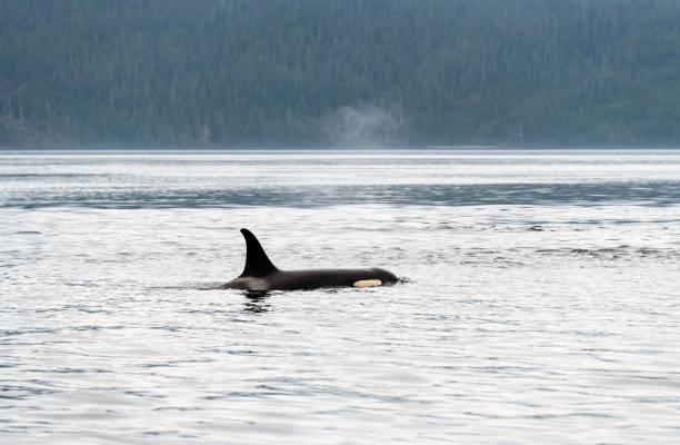 istock Killer Whale Orca, Vancouver Island, Canada 1417533710