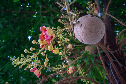 The açaí palm is a species of palm tree in the genus Euterpe cultivated for their fruit and superior hearts of palm. Global demand for the fruit has expanded rapidly in recent years, and açaí is now cultivated for that purpose primarily. The closely-related species Euterpe edulis (jucara) is now predominantly used for hearts of palm.