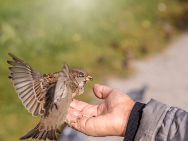 istock A woman feeds birds from the palm of her hand. 1417536983