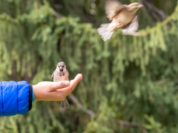 istock The boy feeds the birds with seeds from his hand. Sparrow eats seeds from the boy's hand 1417536989