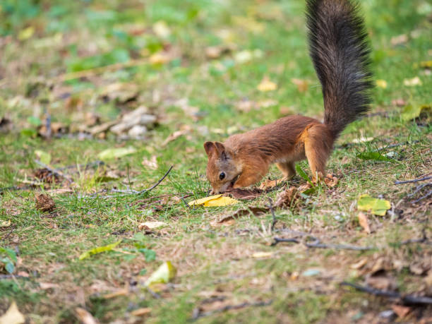 istock Squirrel in autumn hides nuts on the green grass with fallen yellow leaves 1417536990