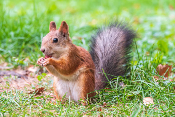 istock Autumn squirrel with nut sits on green grass with fallen yellow leaves 1417537008