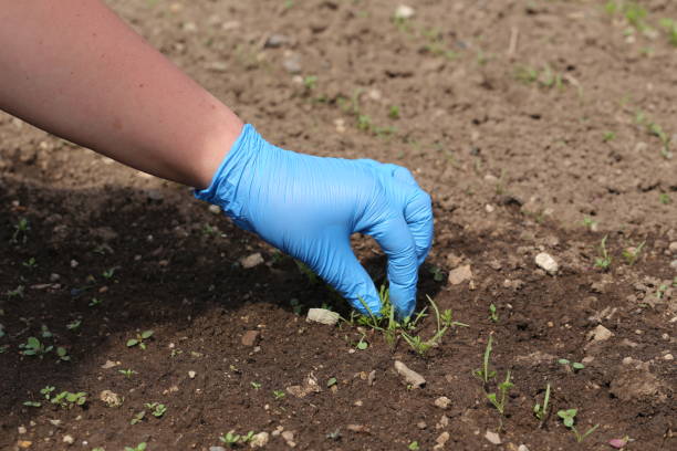 istock Human hand in blue gloves holding a leaves on ground bed 1417538150