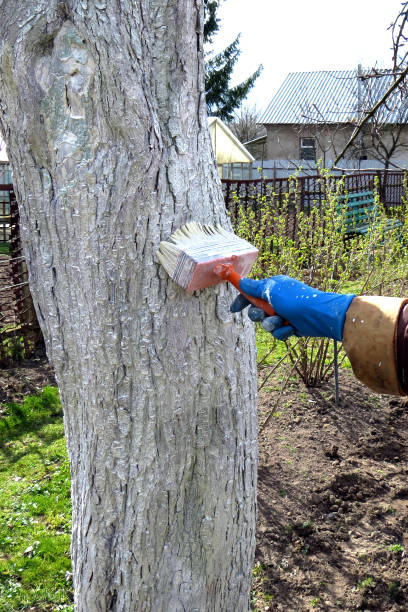 istock Spring work in the garden. Whitewashing tree trunks. Hand in a glove with a brush 1417538368