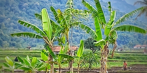 Banana Trees Growing in The Middle of Green Rice Fields in One of The Villages in Darmaraja District of Sumedang Regency, Indonesia