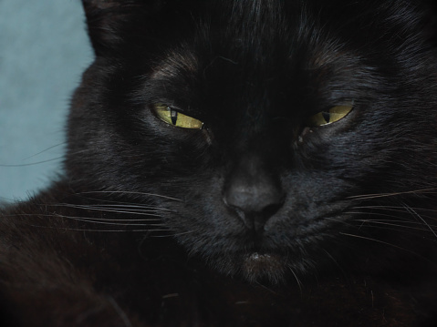 shaggy monster black eyes closeup