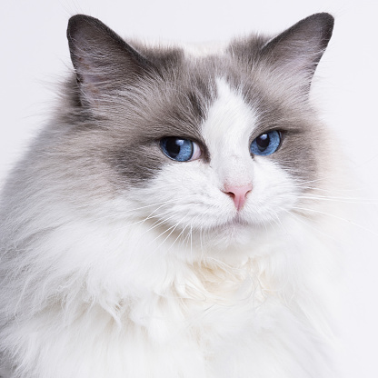 Portrait of a frightened cat closeup. Breed Scottish Fold.