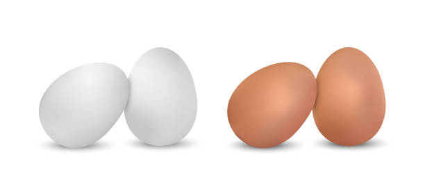 치킨 달걀 - 흰색 배경에 고립 된 흰색과 갈색의 현실적인 벡터 일러스트 레이 션 - white background brown animal egg ellipse stock illustrations