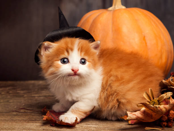istock Halloween pumpkin jack-o-lantern and ginger kitten on black wood background 1417547042