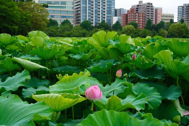 istock Lotus in a Tokyo park 1417547049