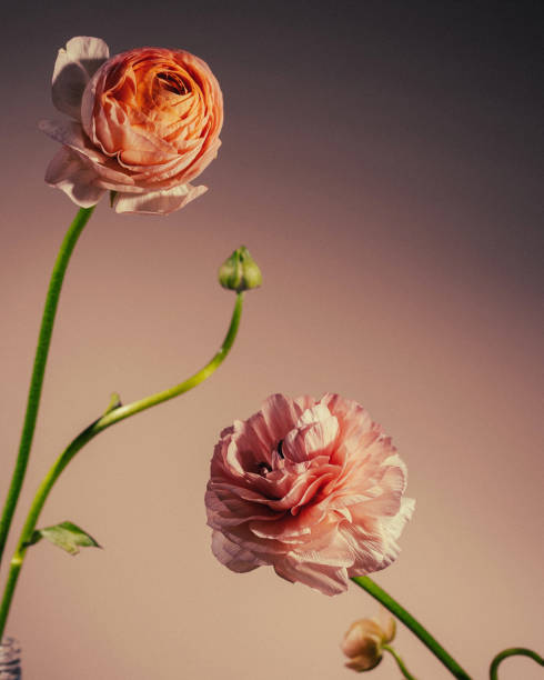 Flowers still life photography