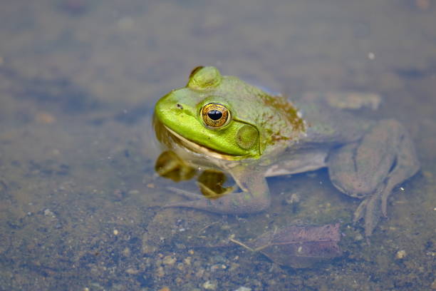 istock A frog peeking out of the water 1417552799