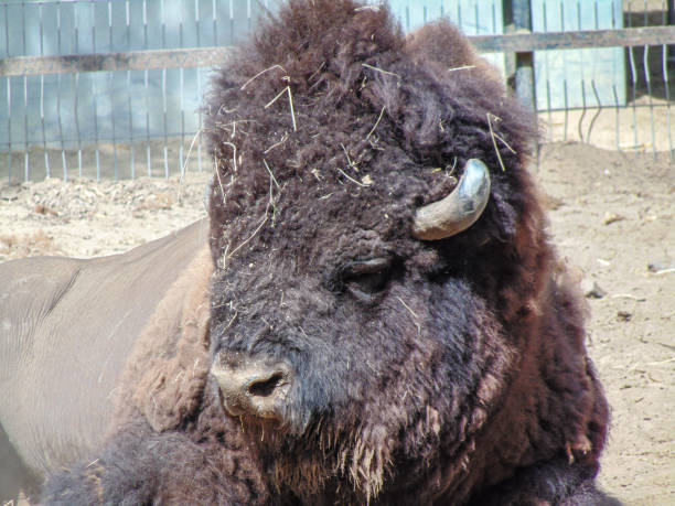 istock bison at the zoo in summer 1417554132