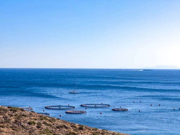 istock Sailing boat moving around fish farms 1417554360