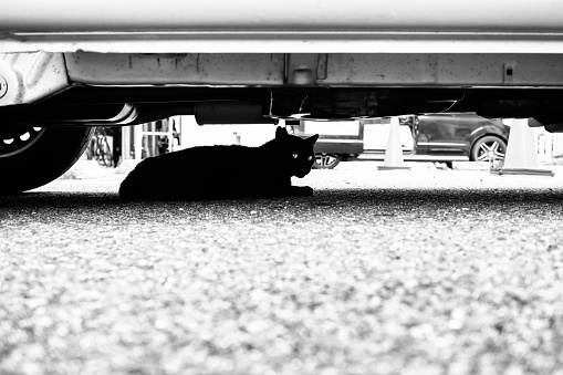 Image of a black cat lounging under a car