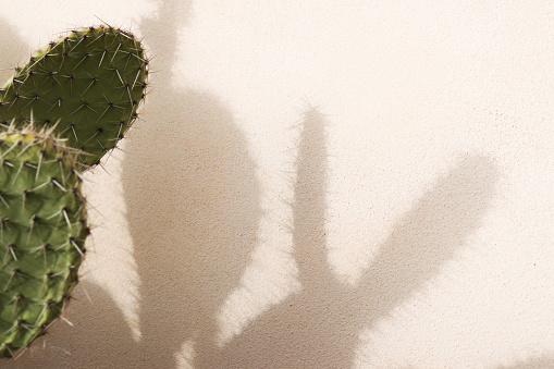 shadows of cactus with spikes on a pink background