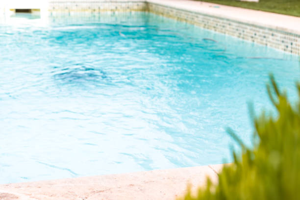 istock green cactus on swimming pool background 1417555405