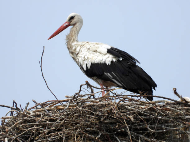 istock white storks family nesting on the  pillars 1417557106