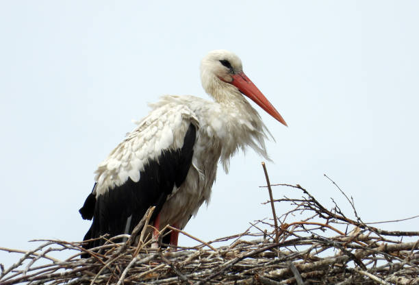istock white storks family nesting on the  pillars 1417557151