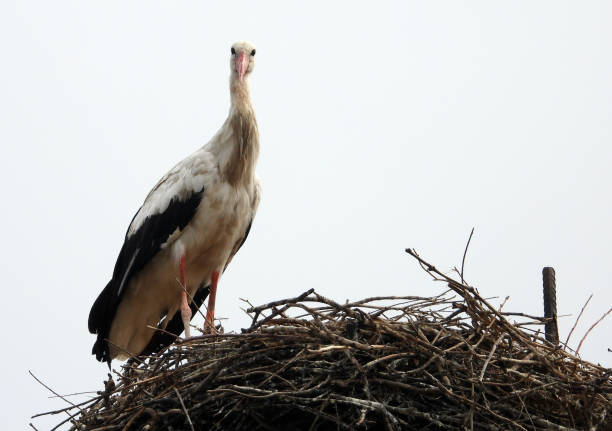 istock white storks family nesting on the  pillars 1417557152
