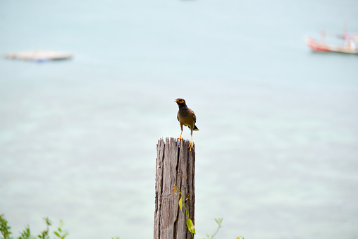 Bird perched on a stilt, background view is the sea.