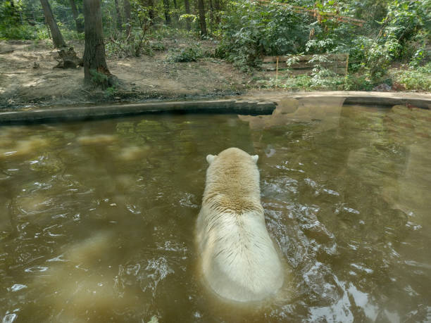 A female Polar Bear