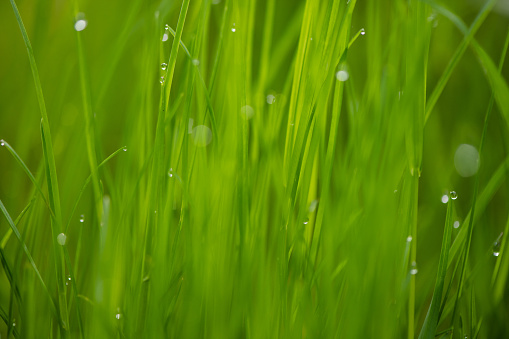 abstract  blur background. panorama green grass with dew drops in sunlight on a spring meadow. grass in sunshine on lawn panoramic view.