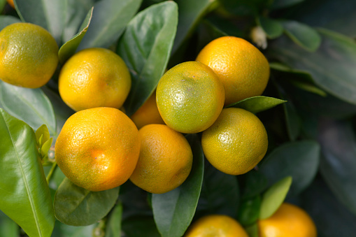 Ripe and juicy tangerines on branch