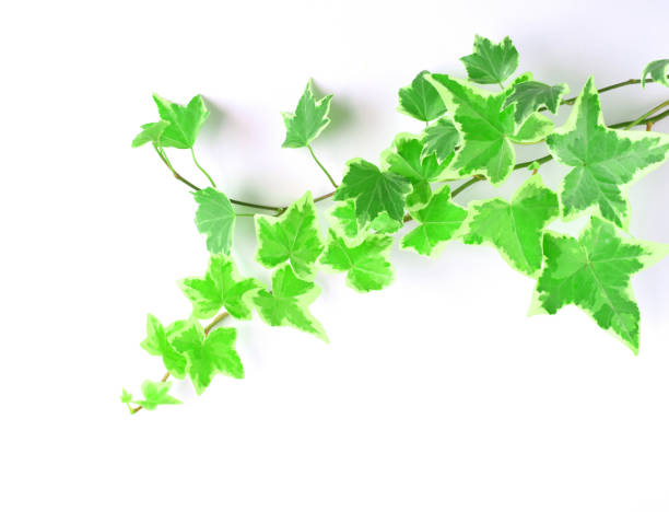 istock ivy leaves on white background 1417564769